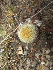 Coryphantha erecta