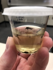 Aedes vexans