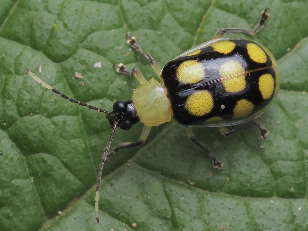 Diabrotica regalis