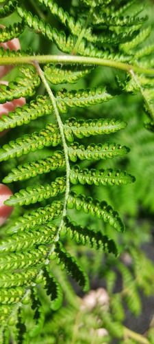 Hypolepis dicksonioides
