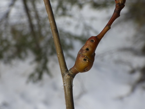 Poplar Twiggall Fly photo 3