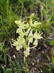 Orchis provincialis