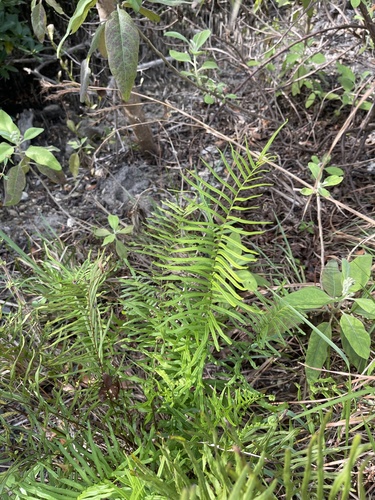 Pteris X delchampsii