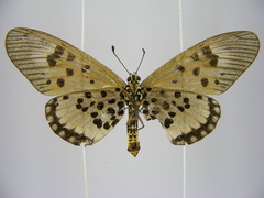 Acraea abdera abdera