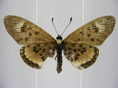 Acraea abdera abdera