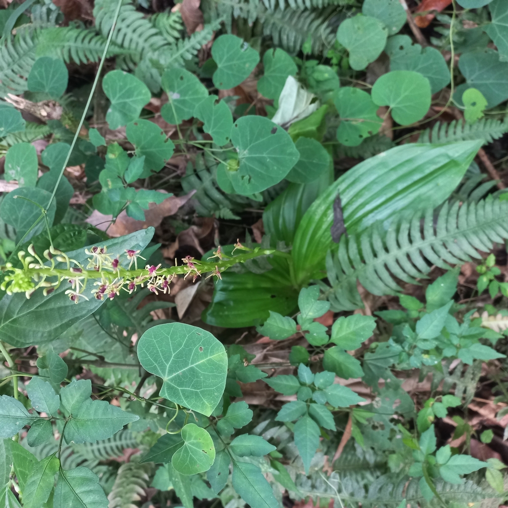 Liparis nervosa