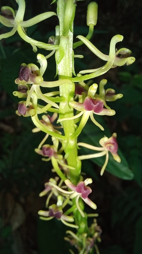 Image of Liparis nervosa by (c) Patrícia Mees, some rights reserved (CC BY)