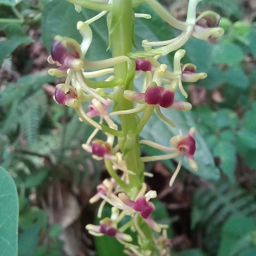 Image of Liparis nervosa by (c) Patrícia Mees, some rights reserved (CC BY)