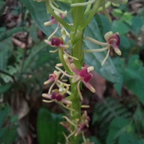 Image of Liparis nervosa by (c) Patrícia Mees, some rights reserved (CC BY)