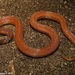 Boie's Rough-sided Snake - Photo (c) Sanjaya Kanishka, some rights reserved (CC BY-NC), uploaded by Sanjaya Kanishka