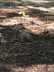 Sciurus carolinensis