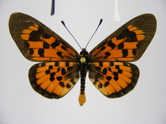 Acraea cepheus