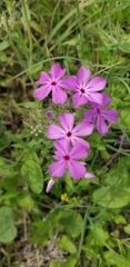 Phlox glabriflora