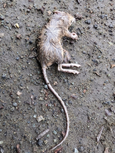 California Pocket Mouse