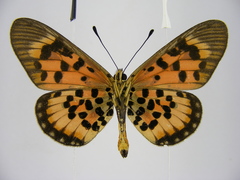 Acraea cepheus