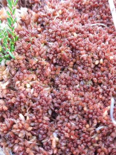 Image of Sphagnum magellanicum by (c) Pablo, some rights reserved (CC BY)