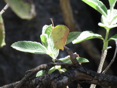 Abaeis salome jamapa