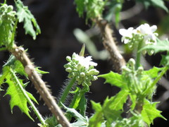 Abaeis salome jamapa