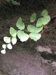 Adiantum capillus-veneris
