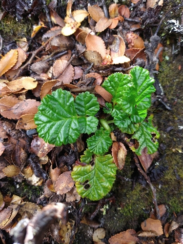 Image of Rubus geoides by (c) Pablo, some rights reserved (CC BY)