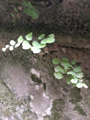 Adiantum capillus-veneris