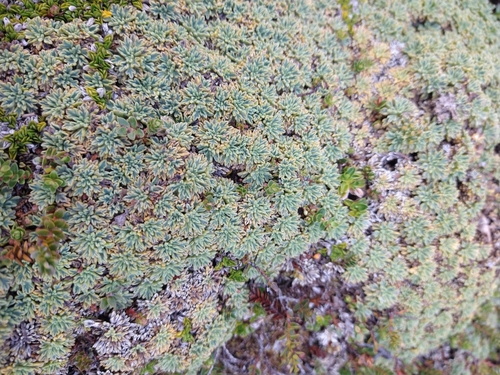 Image of Bolax gummifera by (c) Pablo, some rights reserved (CC BY)