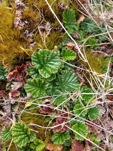 Image of Rubus geoides by (c) Pablo, some rights reserved (CC BY)