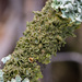 Spotted Camouflage Lichen - Photo (c) Vladimir Bryukhov, some rights reserved (CC BY-NC), uploaded by Vladimir Bryukhov