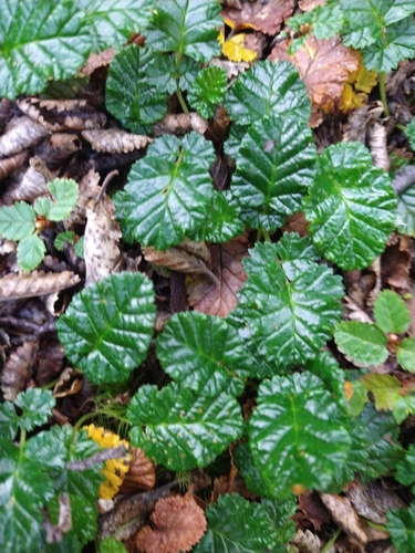 Image of Rubus geoides by (c) Pablo, some rights reserved (CC BY)