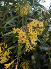 Corokia buddleioides