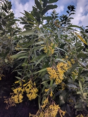 Corokia buddleioides