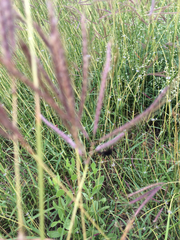 Dichanthium annulatum