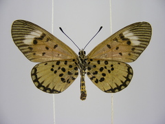 Acraea cepheus