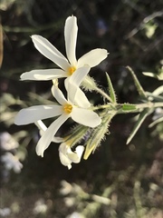 Phlox tenuifolia