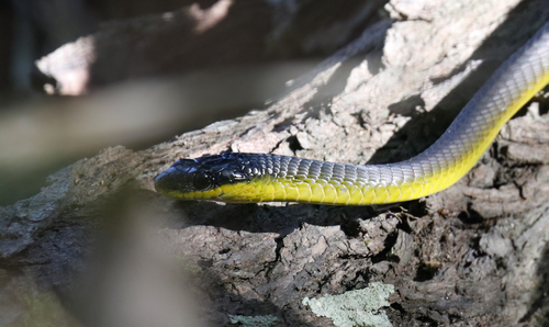 Common Tree Snake sighting