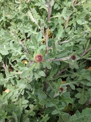 Centaurea aspera pseudosphaerocephala