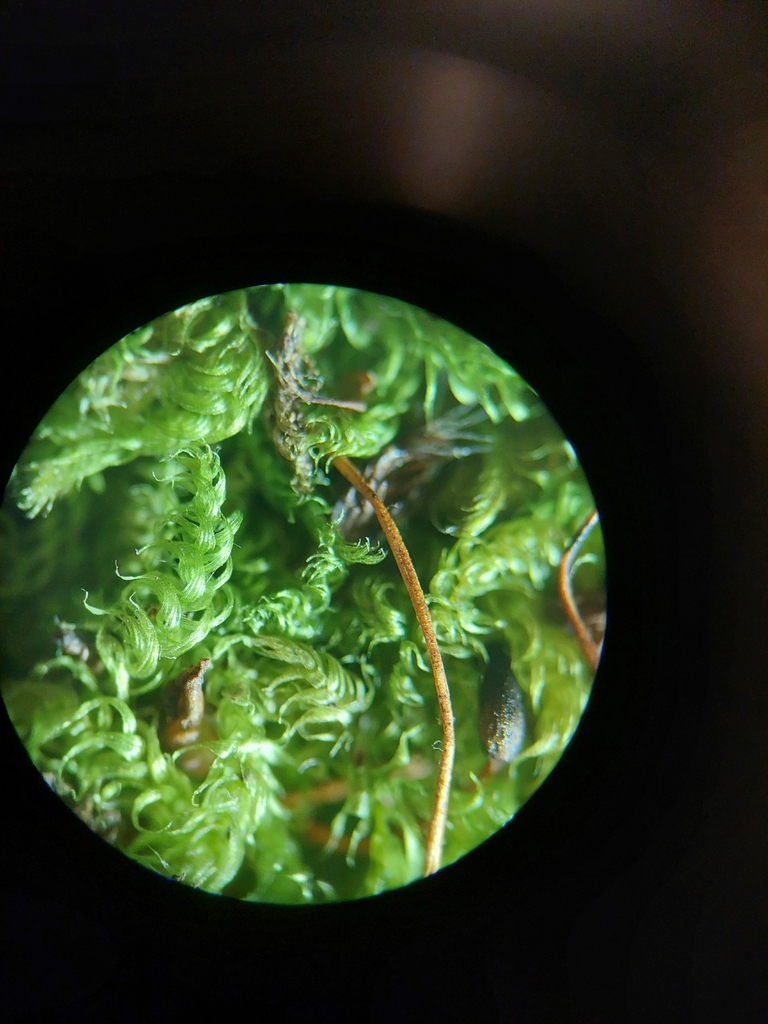 Brachythecium paradoxum