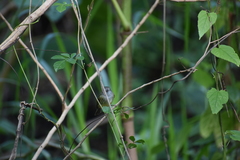 Oncostoma cinereigulare