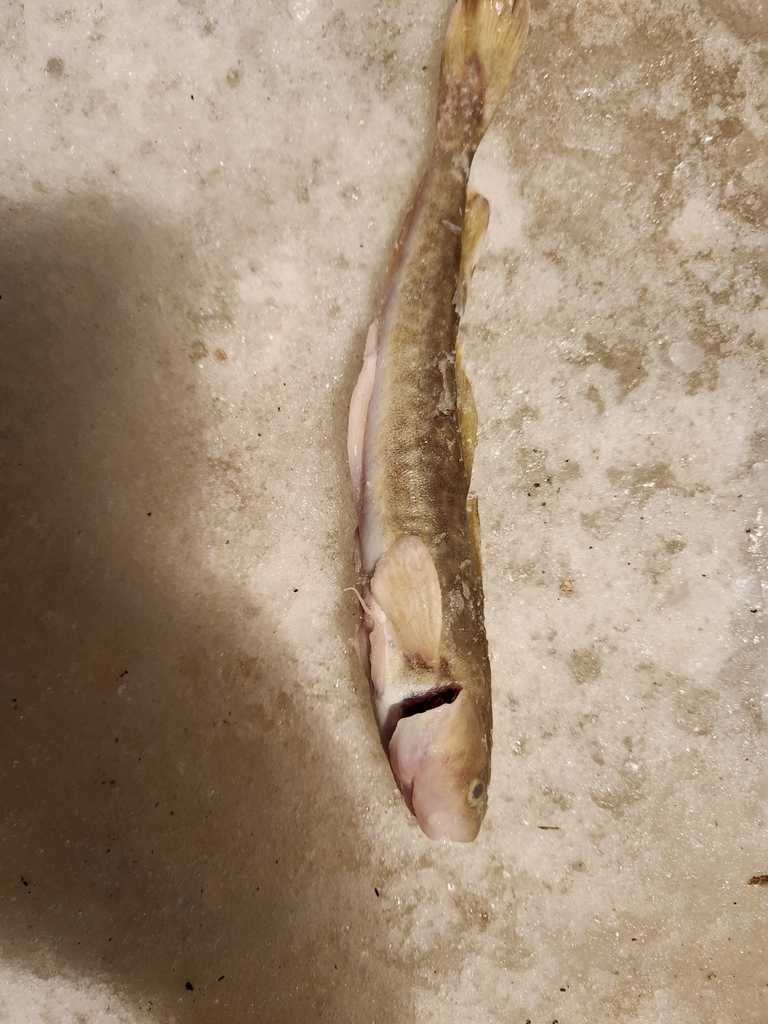 Tomcod Atlantic Tomcod from Sainte-Anne-de-la-Pérade, Les Chenaux, QC, Canada ...