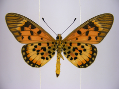 Acraea cepheus