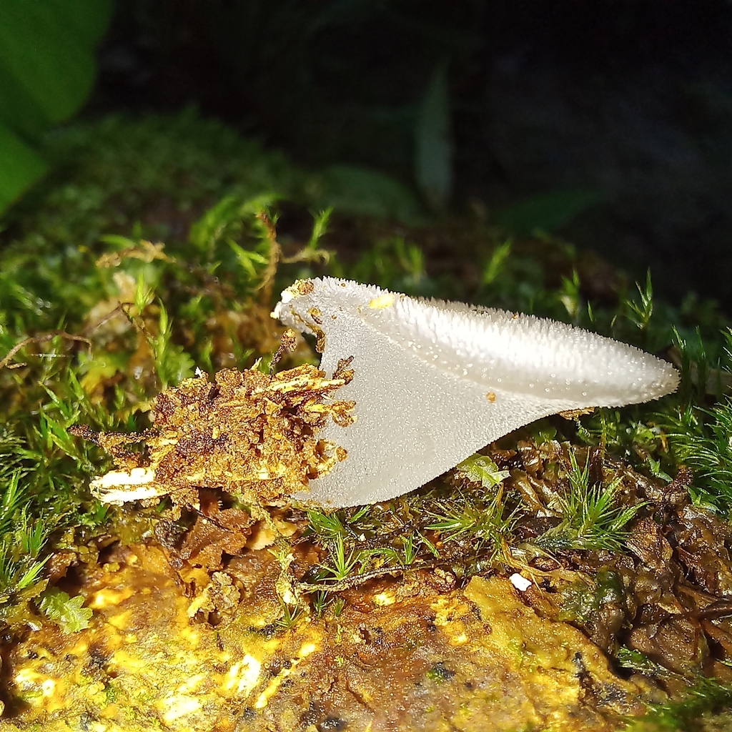 Pseudohydnum cupulisnymphae · February 2024 · photo: © patricia_mees (iNaturalist, cc-by)