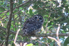 Strix fulvescens