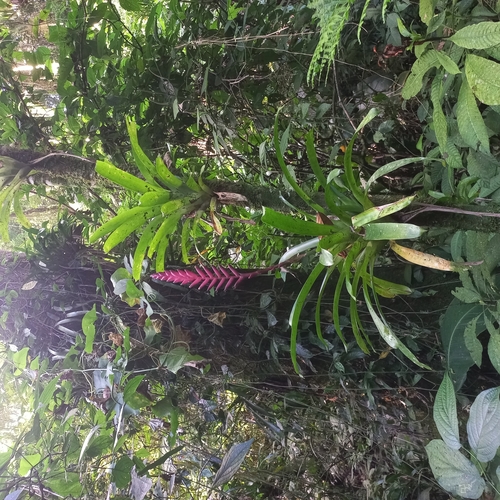 Image of Vriesea ensiformis by (c) Patrícia Mees, some rights reserved (CC BY)