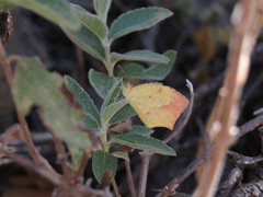 Abaeis salome jamapa