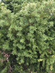 Taxus