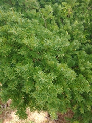 Taxus