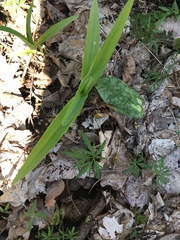 Hemerocallidoideae