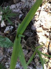 Hemerocallidoideae