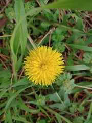Taraxacum