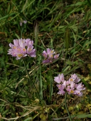 Allium roseum